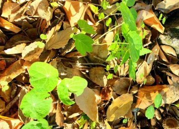 הפתעות או משהו שהיה ניתן לצפות מראש?